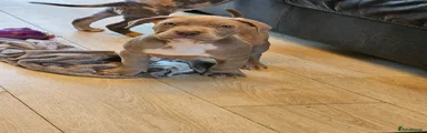 Mixed Breed Puppy 5