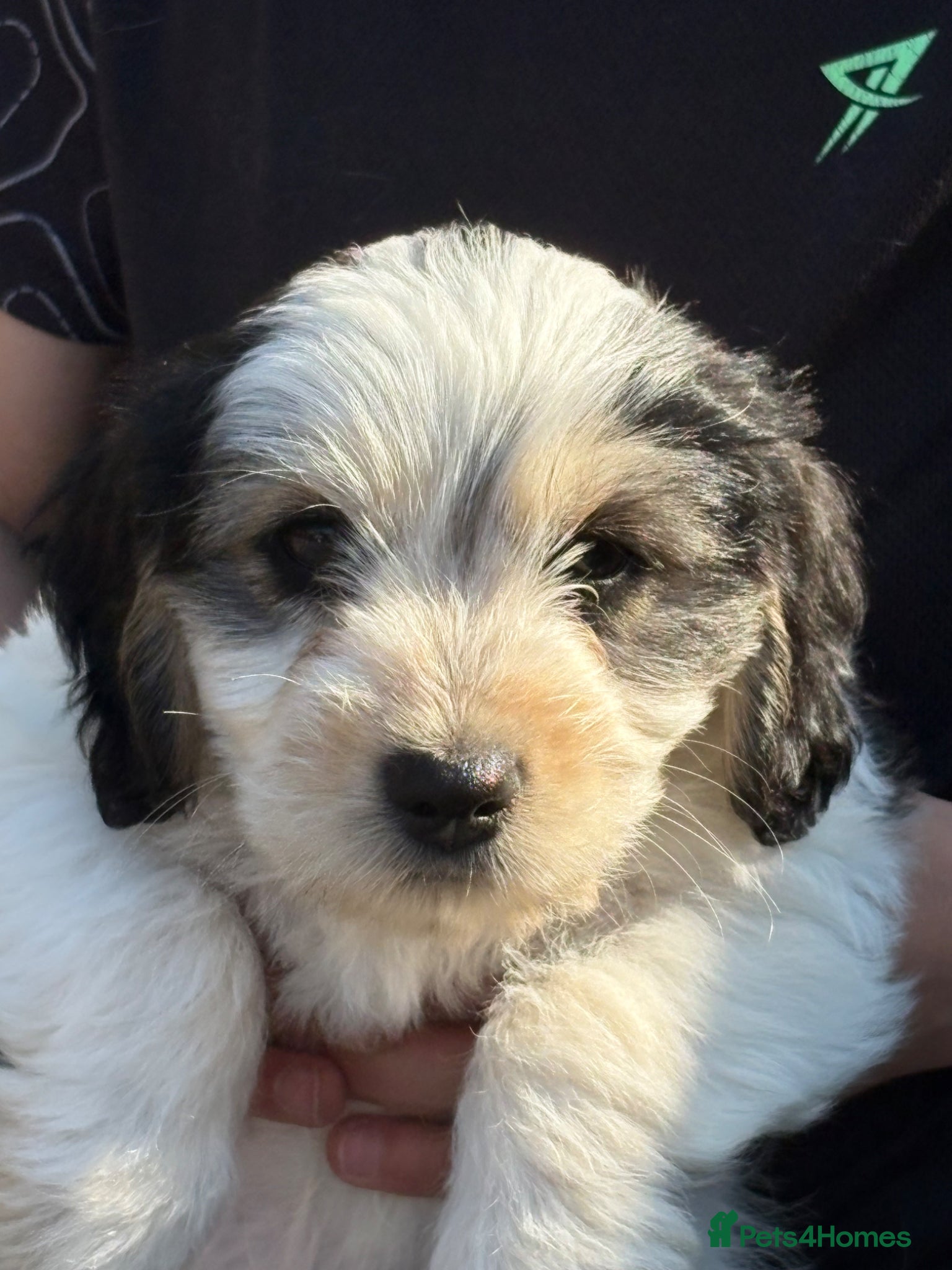Mixed Breed dogs Cockapoo x Maltese  - Advert 9