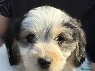 Mixed Breed dogs Cockapoo x Maltese - Advert 4