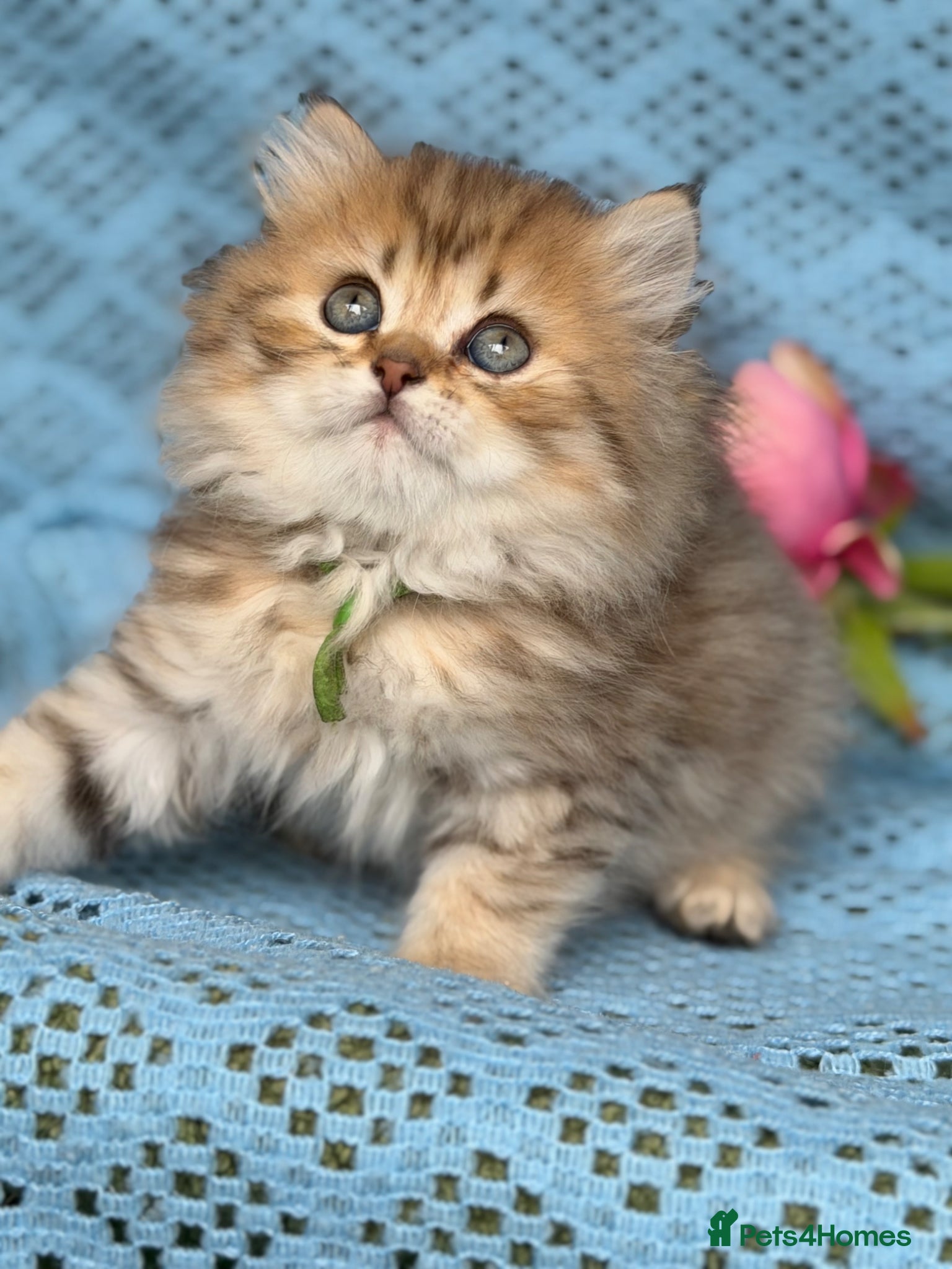 British Longhair cats British Longhair golden shaded kittens TICA - Advert 14