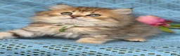 British Longhair cats for sale: British Longhair golden shaded kittens TICA - Advert 3
