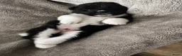 Akita dogs for sale: Beautiful Chunky American Akita Puppies - Advert 4