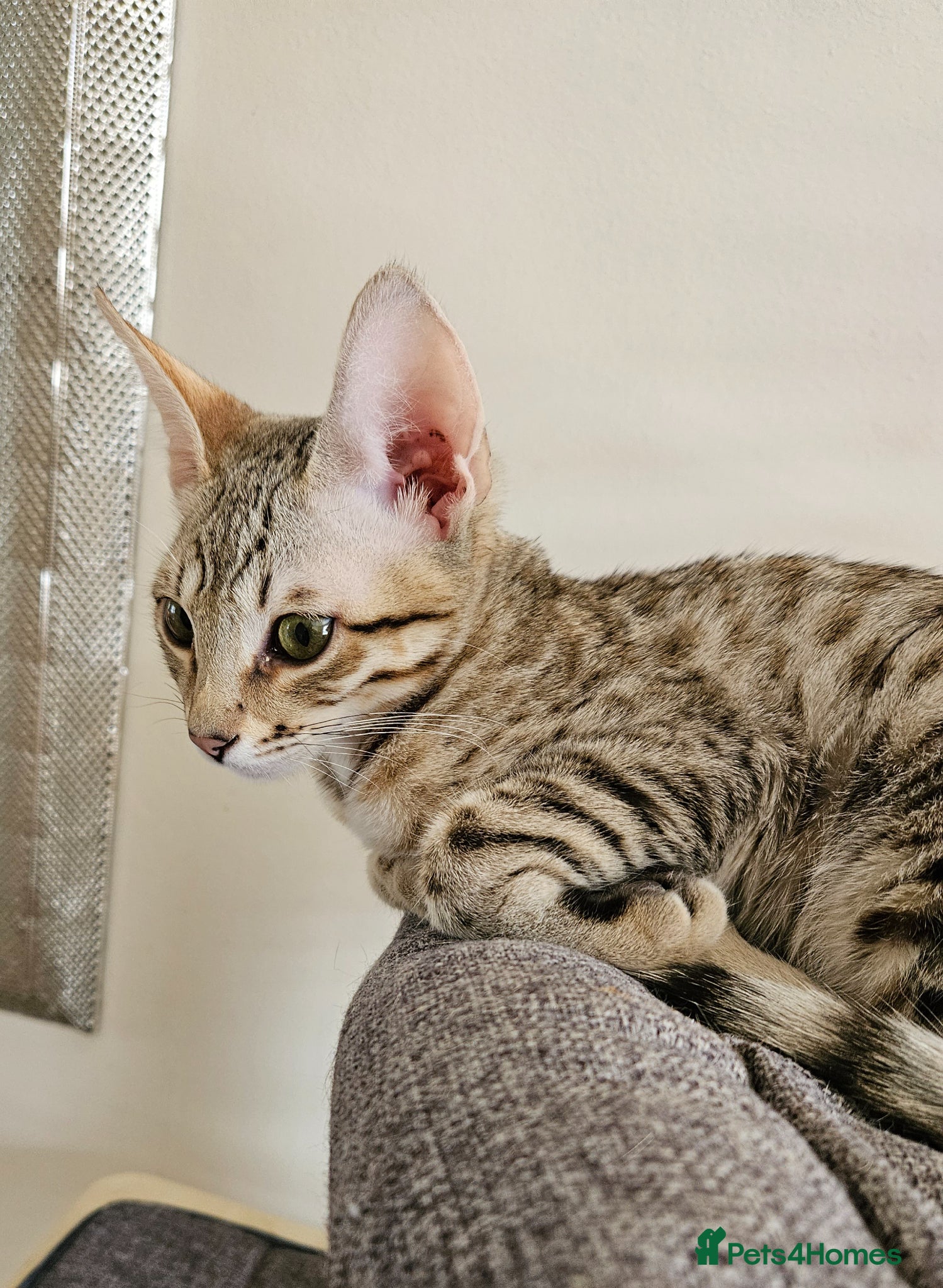 Savannah cats 3 beautilful F5 Savannah kittens - Advert 1