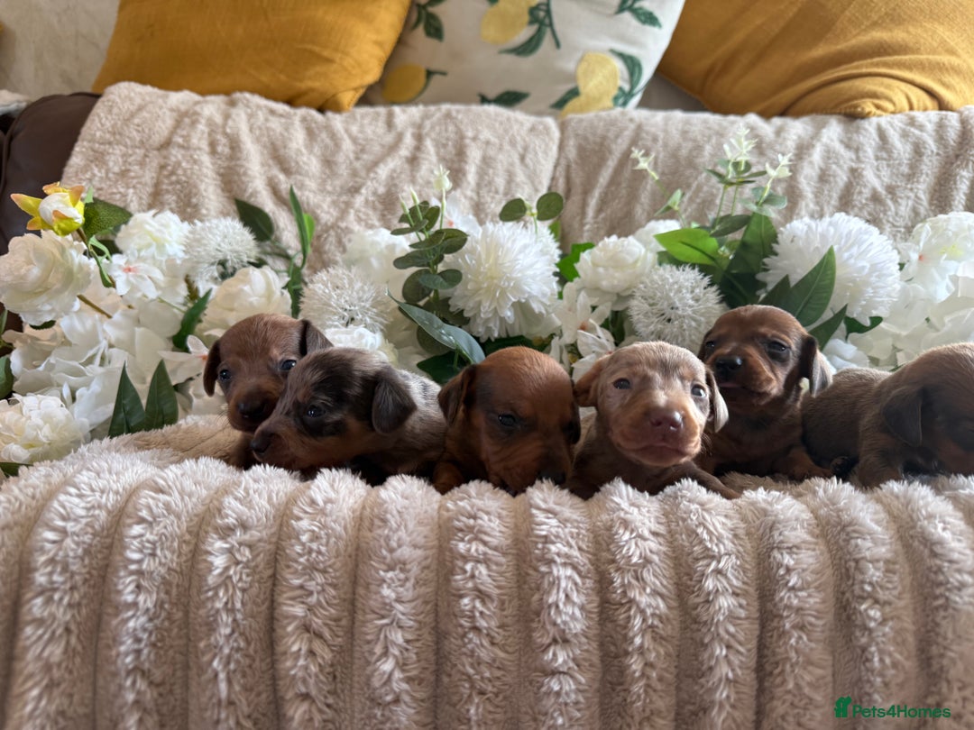 Miniature Dachshund dogs for sale: ⭐️Beautiful litter Of Rainbow Dachshund Puppies⭐️ - Image 24