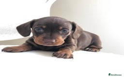 Miniature Dachshund dogs for sale: Kc reg min  Dachshund babies  - Image 18
