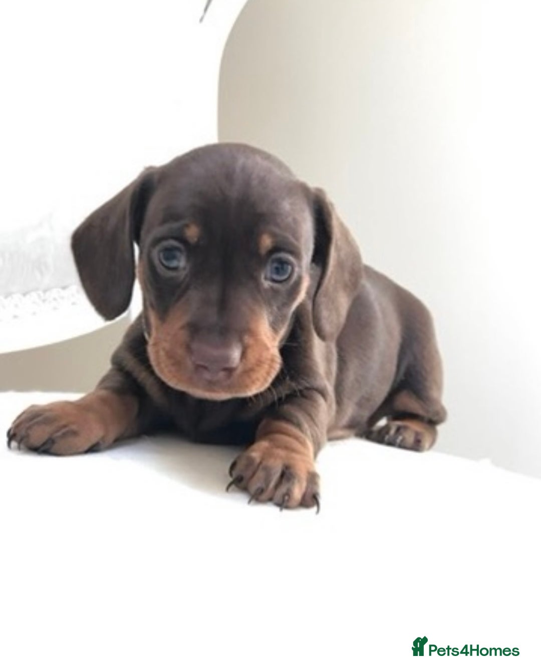 Miniature Dachshund dogs for sale: Kc reg min  Dachshund babies  - Image 18