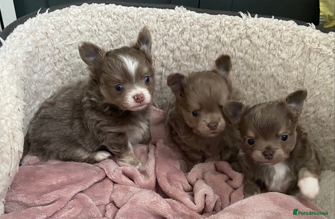 Chihuahua dogs for sale: Beautiful lilac boys  - Image 2