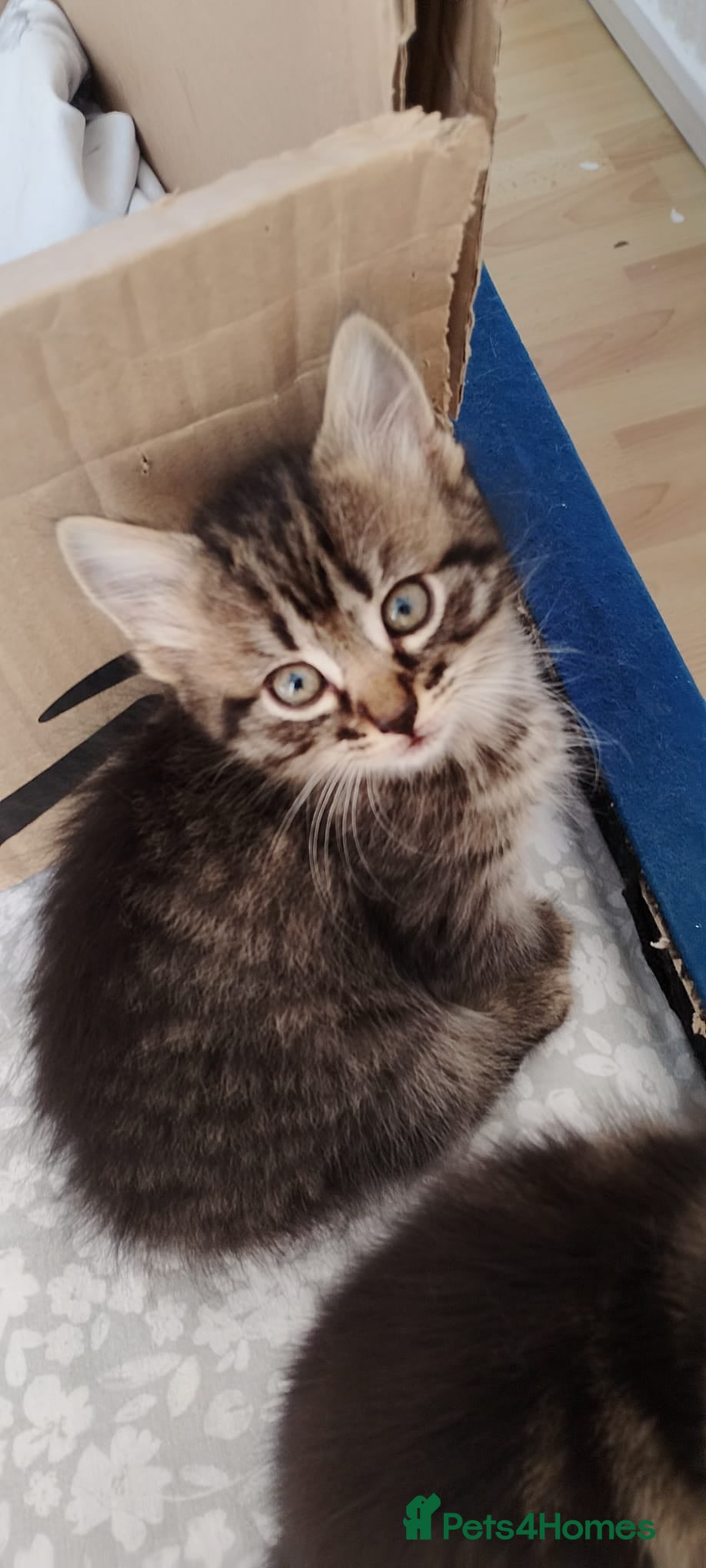 Mixed Breed cats Beautiful litter of kittens , ready to leave now  - Advert 1