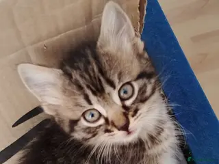 Mixed Breed cats Beautiful litter of kittens , ready to leave now - Advert 1