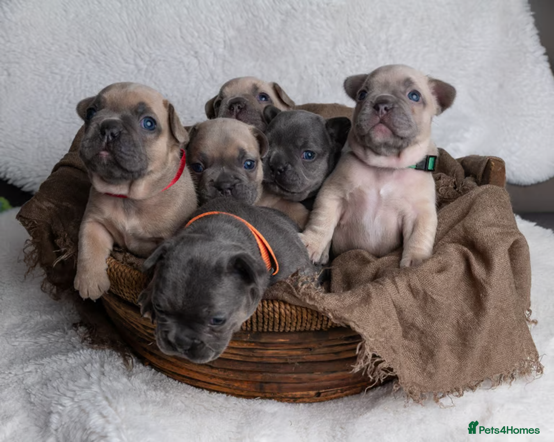French Bulldog dogs for sale: Beautiful litter of French Bulldog puppies  - Advert 1