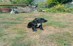 Cocker Spaniel dogs for sale: 1 beautiful Working Cocker left. - Image 1