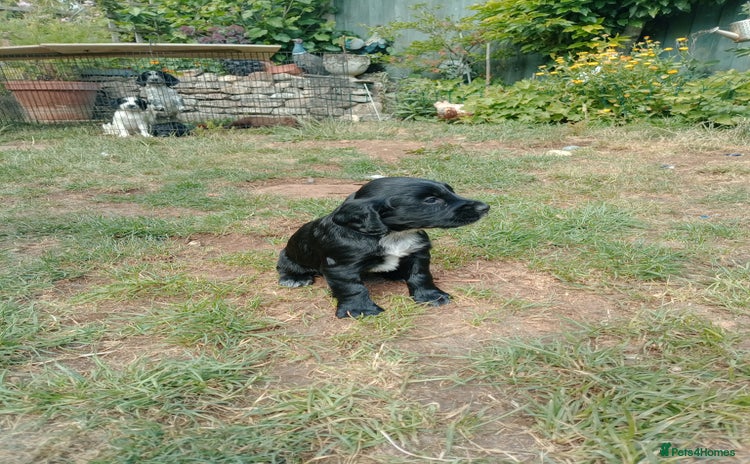 Cocker Spaniel dogs - Advert 1