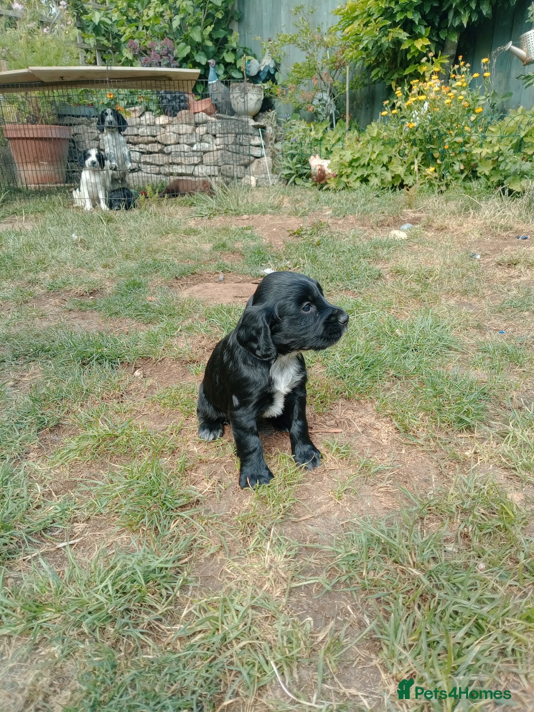 Cocker Spaniel dogs for sale: 1 beautiful Working Cocker left. - Image 1