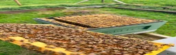Mixed Breed invertebrates for sale: 6 Frame Overwintered National Nucleus of Bees 2027 - Advert 6