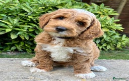 Australian Labradoodle dogs for stud: Proven extensively health tested gorgeous stud - Image 27