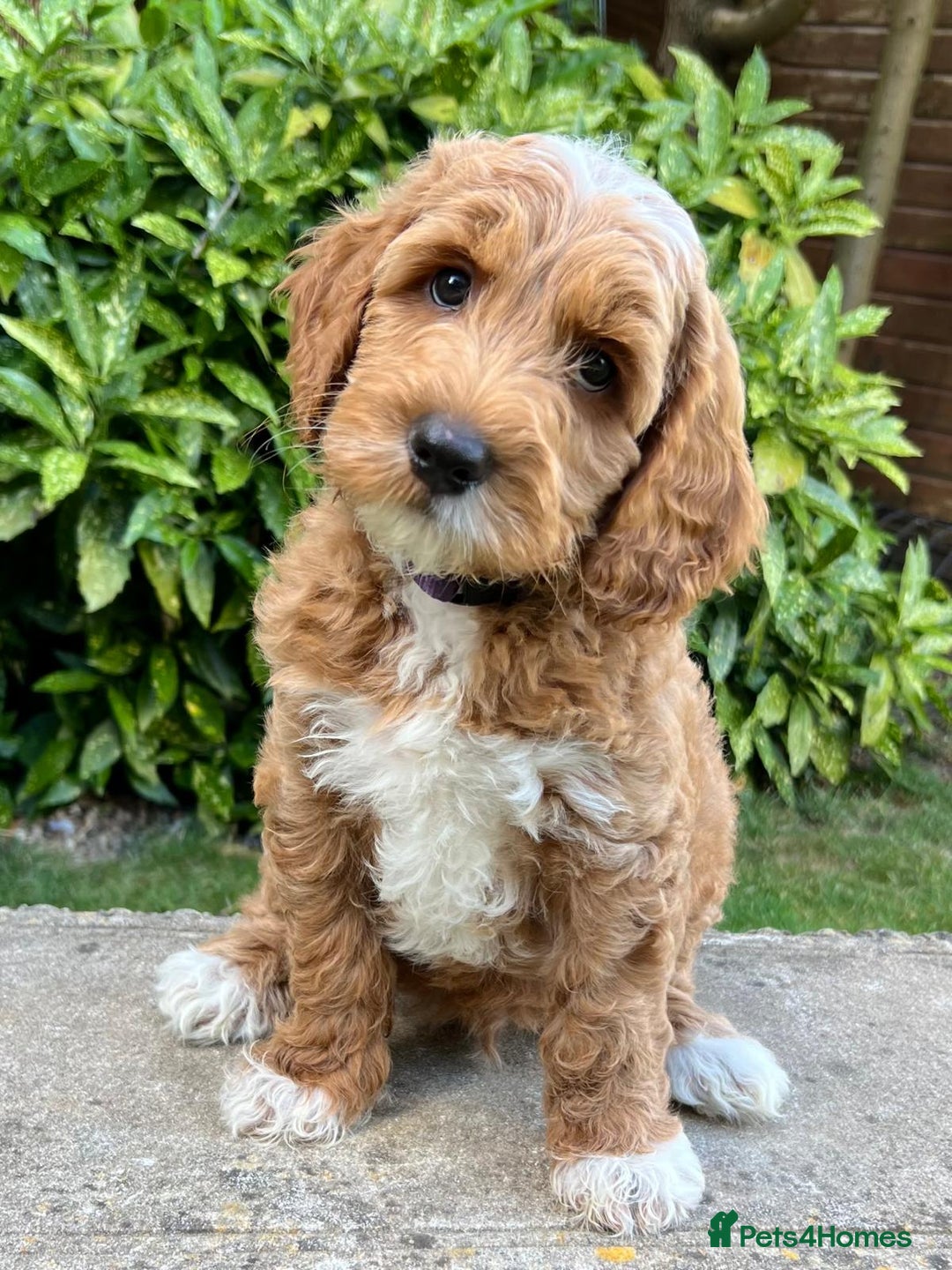 Australian Labradoodle dogs for stud: Proven extensively health tested gorgeous stud - Image 27