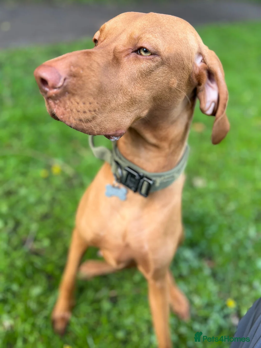 Mixed Breed dogs for sale: Hungarian vizsla x border collie in Warwick - Advert 1