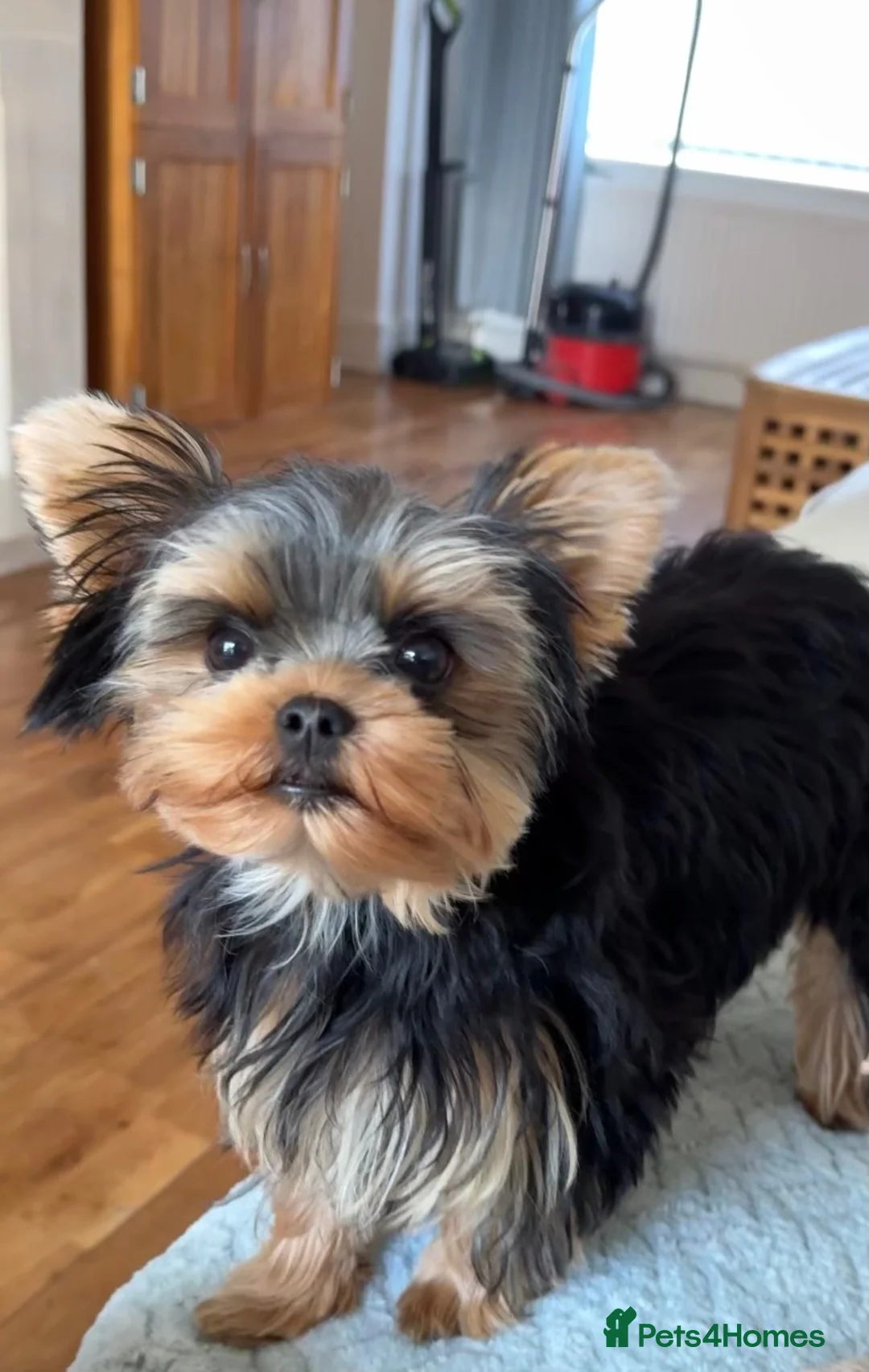 Yorkshire Terrier dogs for sale:  PETITE YORKSHIRE TERRIER GIRL – 5 MONTHS OLD  - Advert 1