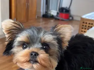 Yorkshire Terrier dogs PETITE YORKSHIRE TERRIER GIRL – 5 MONTHS OLD - Advert 3
