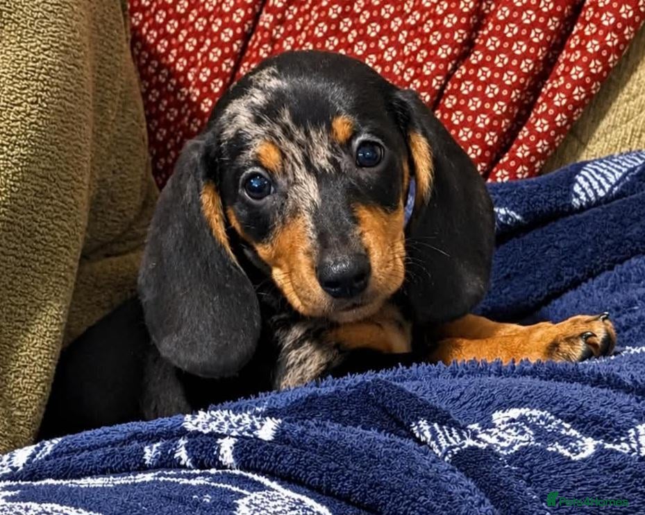 Miniature Dachshund dogs for sale: Dapple dachshund pups *5 left*  - Advert 1