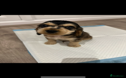 American Cocker Spaniel dogs for stud: 👑 PRINCE 👑  - Image 8