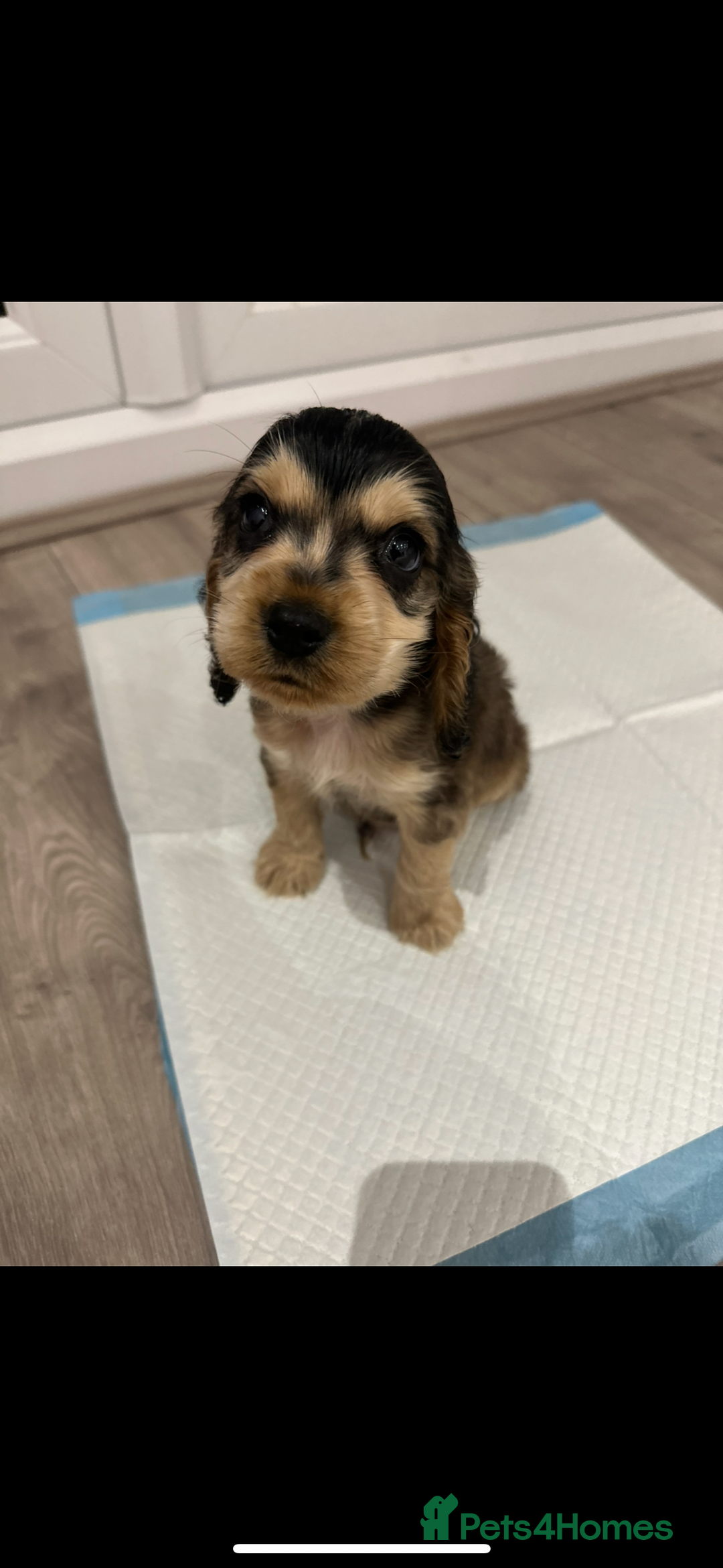 American Cocker Spaniel dogs for stud: 👑 PRINCE 👑  - Image 8