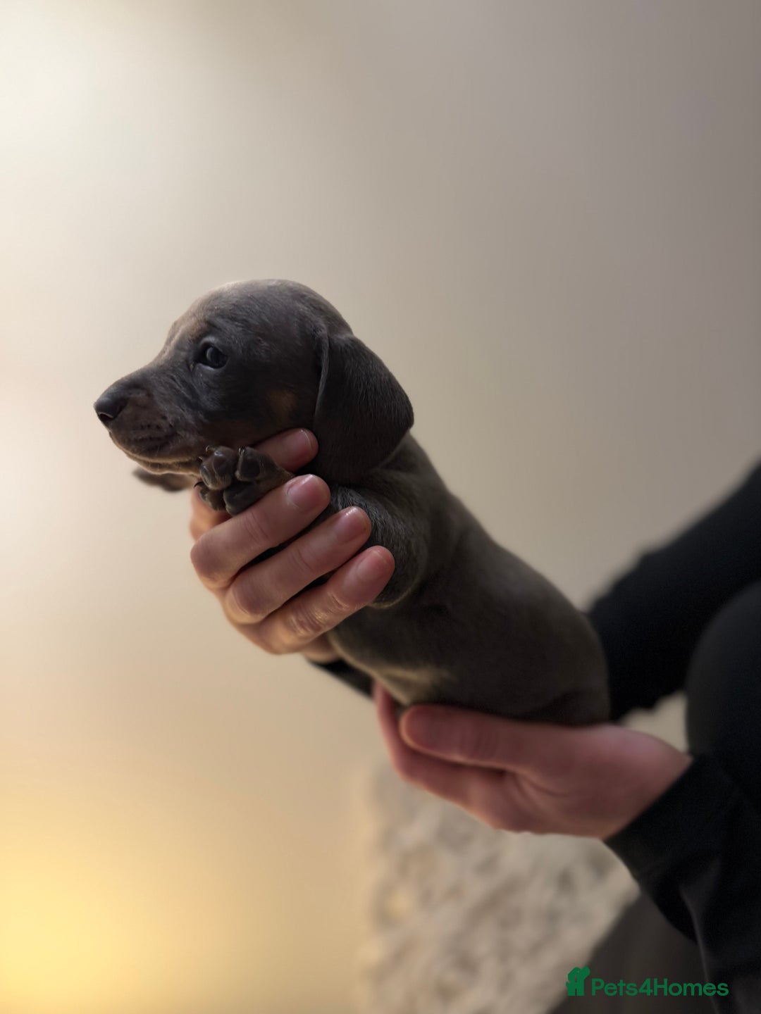 Dachshund dogs for sale: Standard Dachshund Puppies  - Advert 4