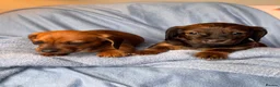Dachshund dogs for sale: Long & Short haired Sable crea Dachshund puppies  - Advert 9