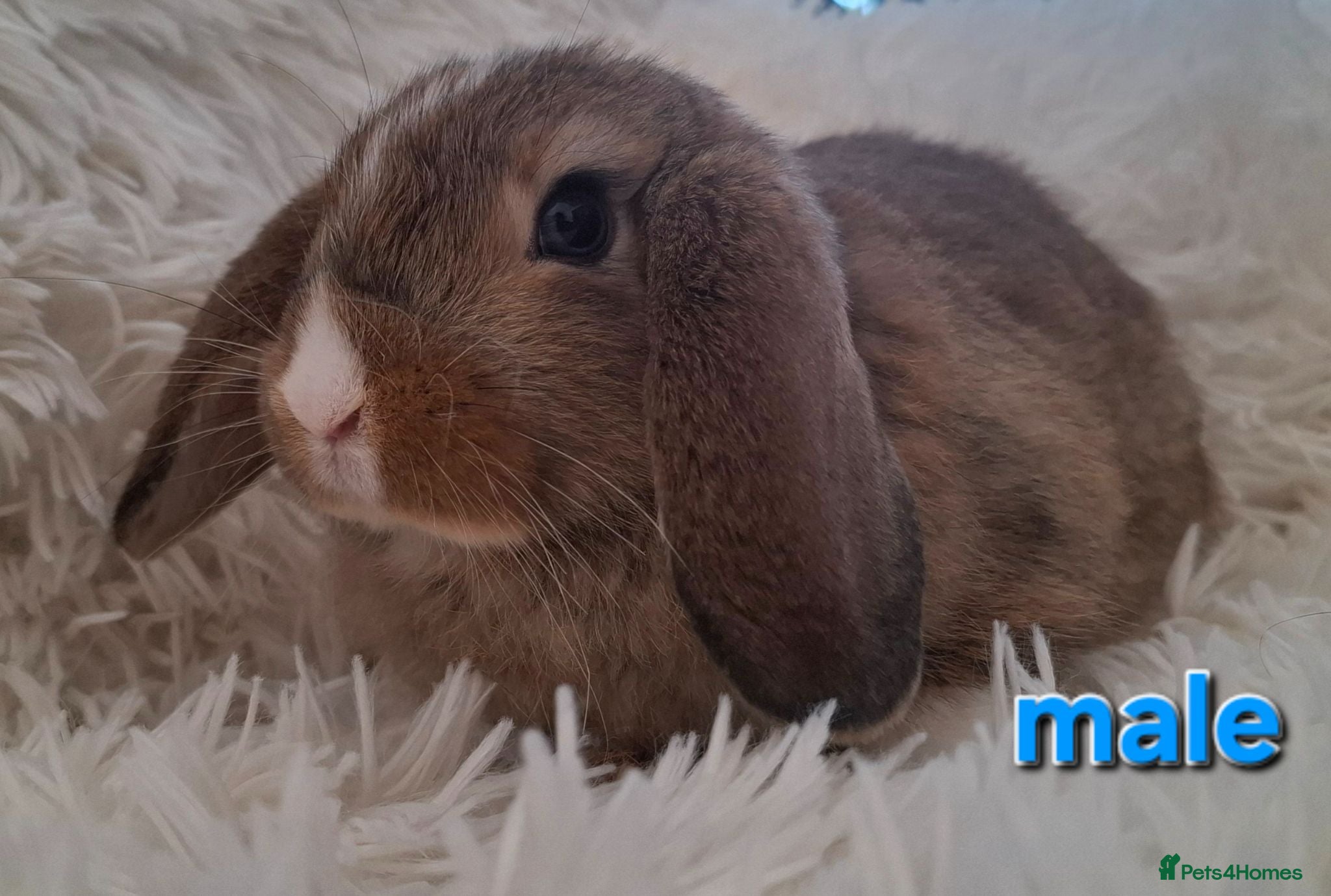 Mini Lop rabbits Adorable Mini Lop Baby Rabbits For Sale - Advert 3