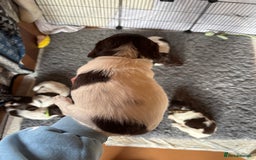 English Springer Spaniel dogs for sale: Sired by Brocklinton Bertie FTCH, docked - Image 16