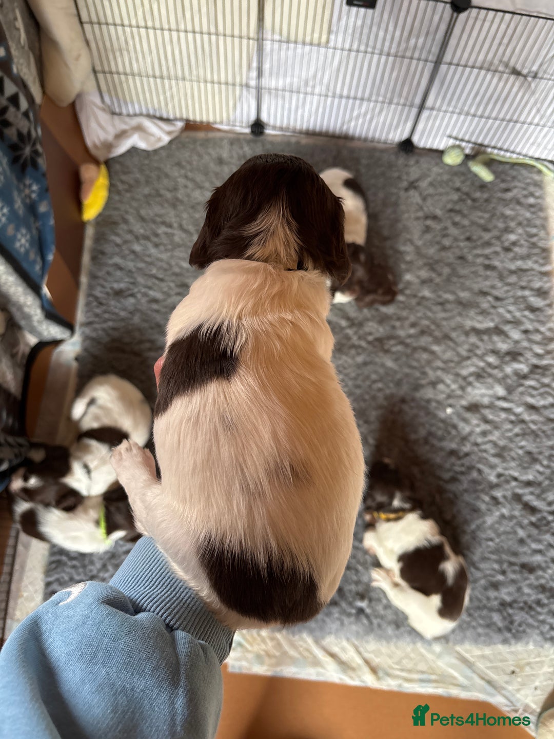 English Springer Spaniel dogs for sale: Sired by Brocklinton Bertie FTCH, docked - Image 16