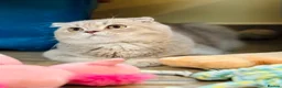 Scottish Fold cats for sale: Pedigree Adorable Scottish Fold Kittens  - Advert 8