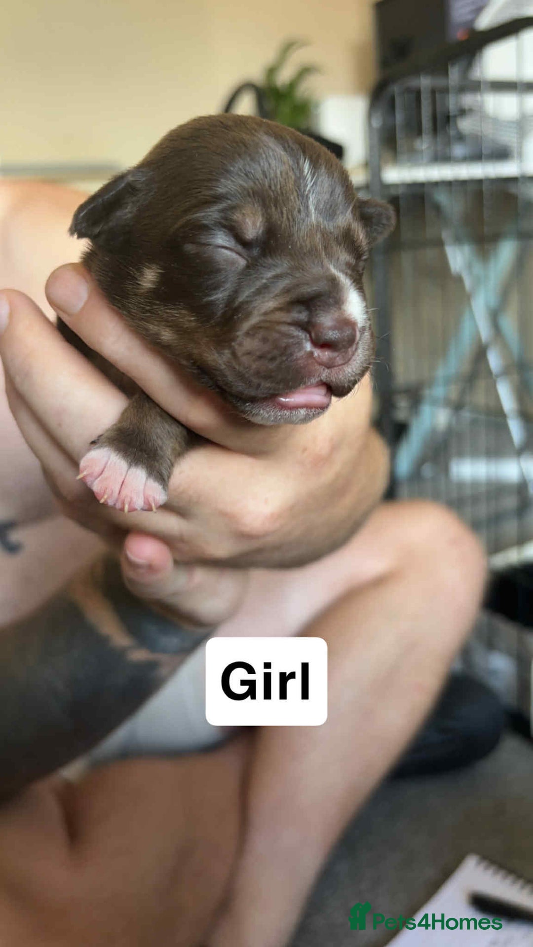 Mixed Breed dogs for sale: Staffy cross  - Image 5