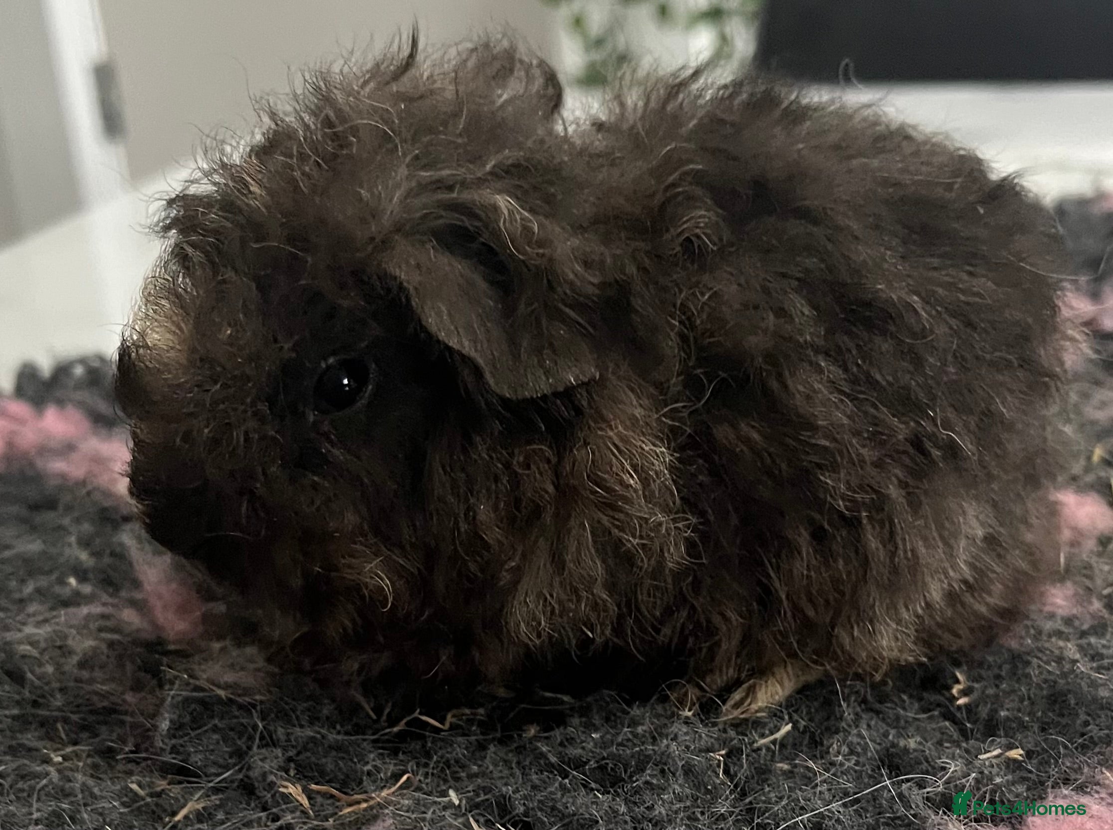 Guinea Pig rodents Baby boy and mature male to go as a pair.  - Advert 2