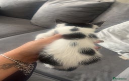 American Shorthair cats for sale: Beautiful kittens  - Image 4