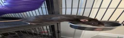 Rat rodents for sale: 4 beautiful male rats for free loving home  - Advert 9