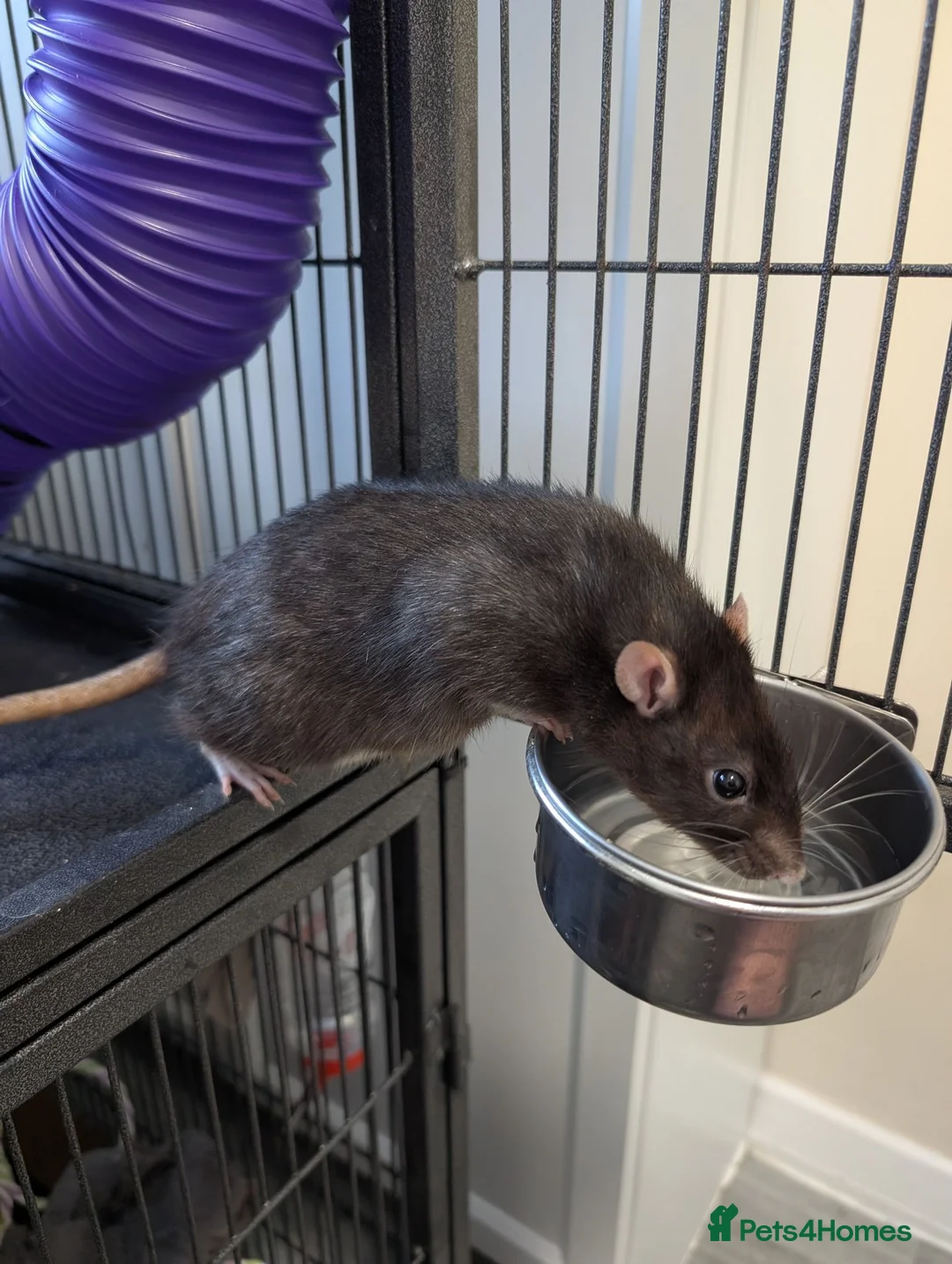 Rat rodents for sale: 4 beautiful male rats for free loving home  - Advert 9
