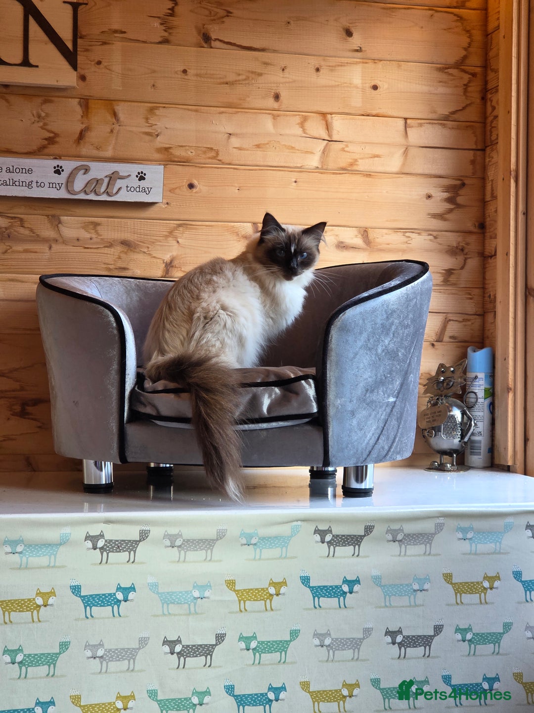 Ragdoll cats for sale: 1 Beautiful Male Seal Mitted Ragdoll with Blaze - Advert 1