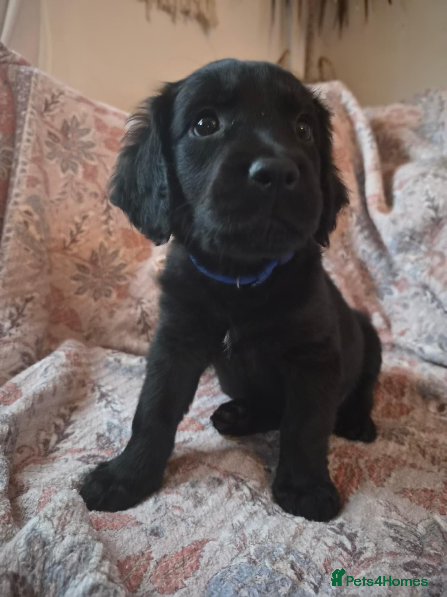 Mixed Breed dogs Cocker Spaniel × Rottweiler - Advert 1