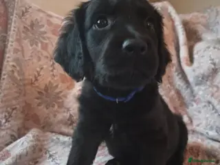 Mixed Breed dogs Cocker Spaniel × Rottweiler - Advert 1