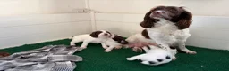 English Springer Spaniel dogs for sale: KC Springer Spaniel Pups - Advert 19