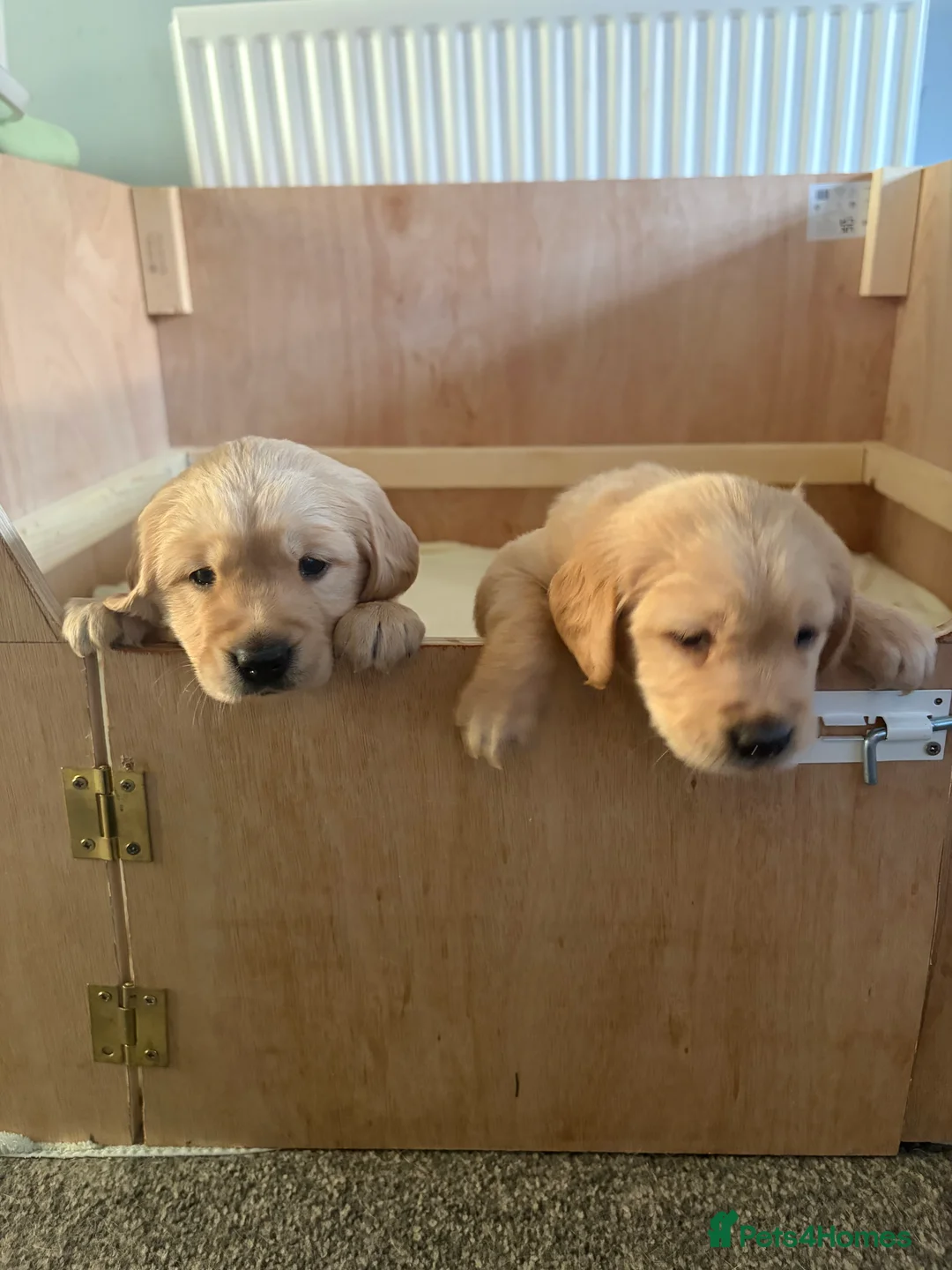 Golden Retriever dogs for sale: 3 Golden Retriver Puppies - Advert 2