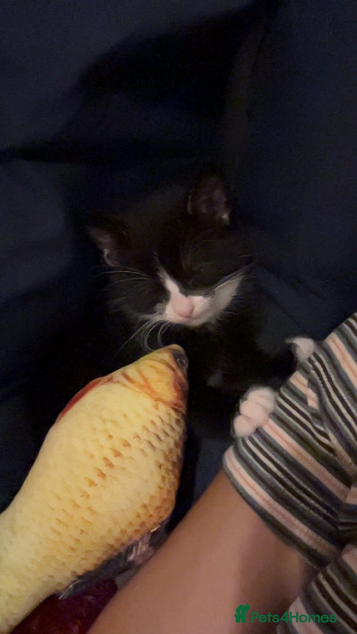 Mixed Breed cats Playful and loving tuxedo boy - Advert 9