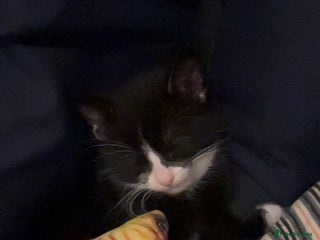 Mixed Breed cats Playful and loving tuxedo boy - Advert 1