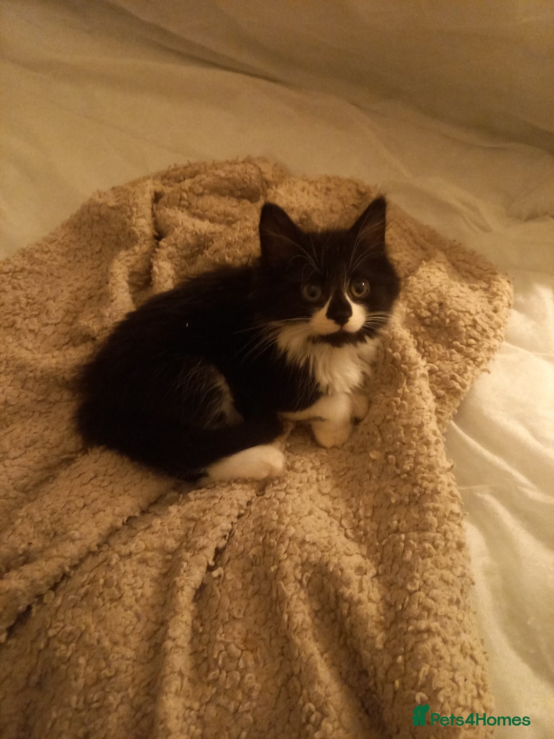 Mixed Breed cats for sale: Adorable kittens - Advert 6