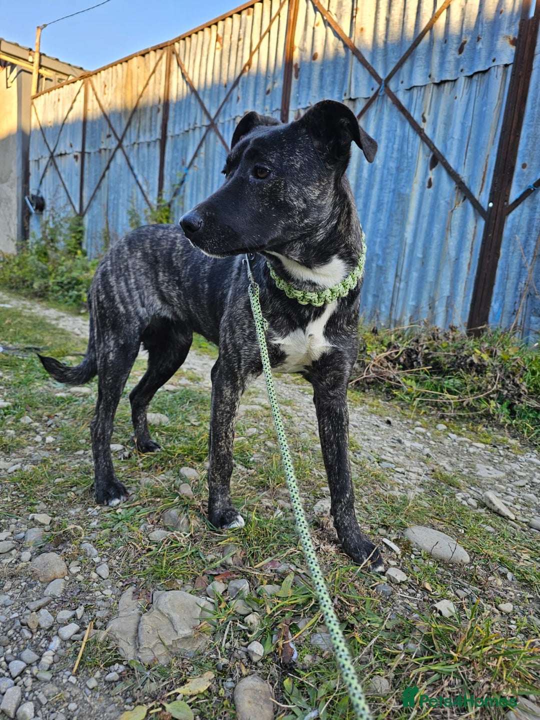 Mixed Breed dogs for adoption: A Beautiful and Gentle Girl - for a Loving Home - Image 19