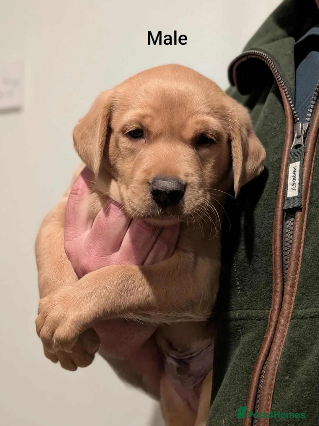 Labrador Retriever dogs for sale: KC'd numerous Champions inc Drakeshead in pedigree in Doncaster - Advert 2