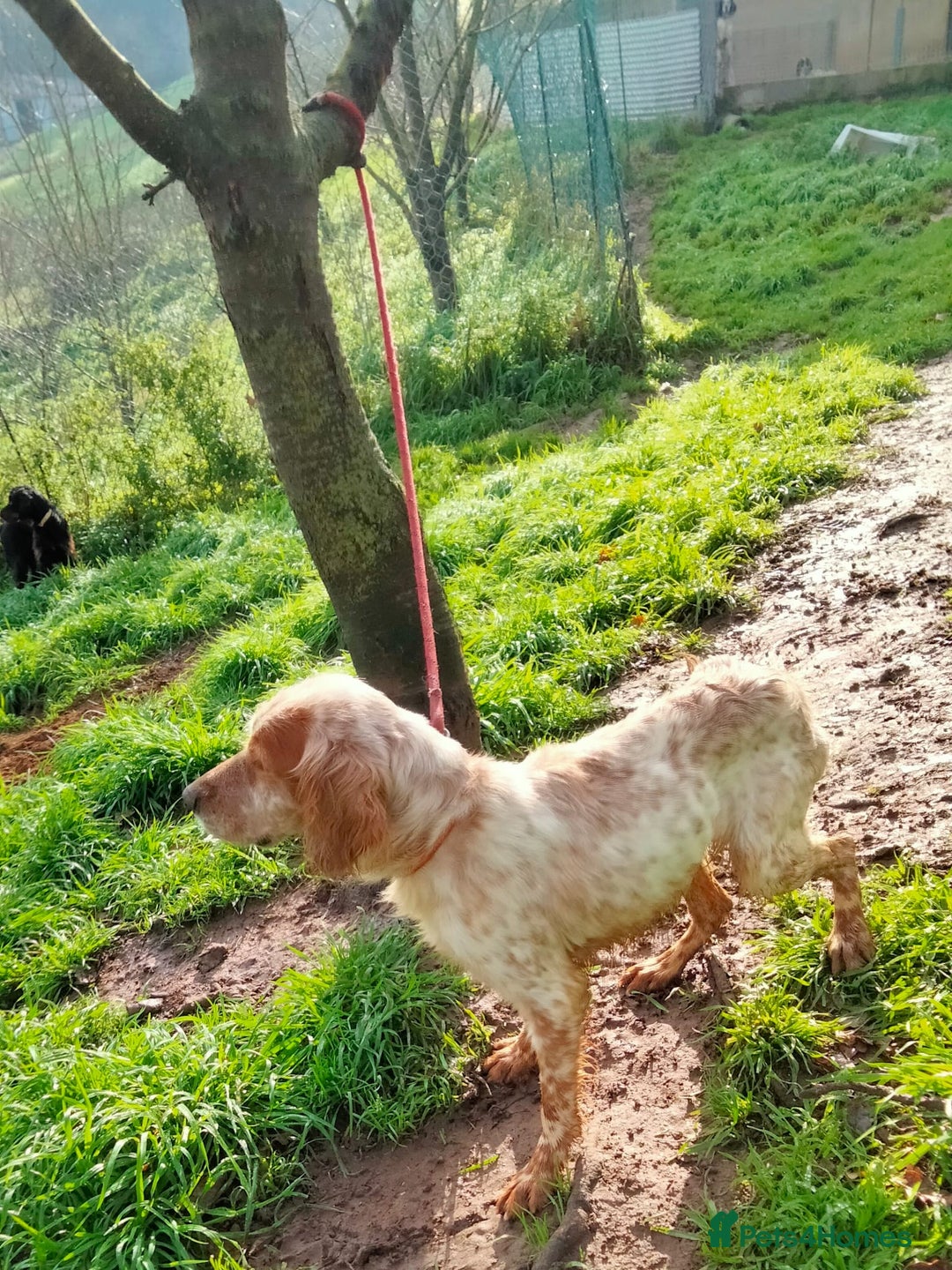 English Setter dogs for adoption: Ali   - Advert 5