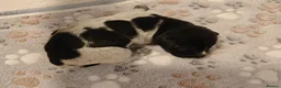 German Wirehaired Pointer dogs for sale: German Wirehaired Pointer Puppies - Advert 6