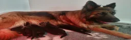 German Shepherd dogs for sale: KC registered Long Haired German shepherd puppies  - Advert 16
